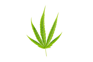 Cannabis leaf isolated on white background