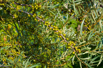 Fototapeta na wymiar Unripe berries of medicinal and food plants of sea buckthorn on branches with green leaves, harvest on a Bush in the summer,