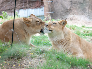 Naklejka premium Lions at the zoo on holiday