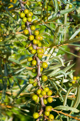 Unripe berries of medicinal and food plants of sea buckthorn on branches with green leaves, harvest on a Bush in the summer,