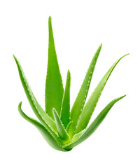 Aloe vera plant isolated on white background