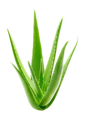 Aloe vera plant isolated on white background