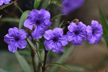 purple flowers in the garden