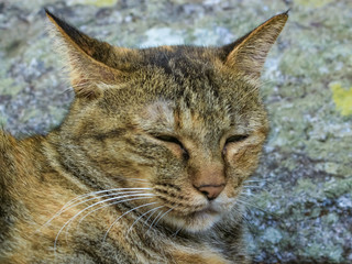 可愛くない猫　大分県　大貞八幡薦神社