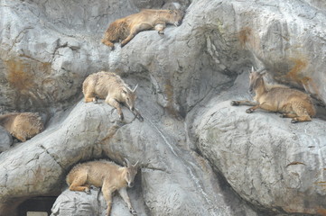 Sleeping Mountain Goats