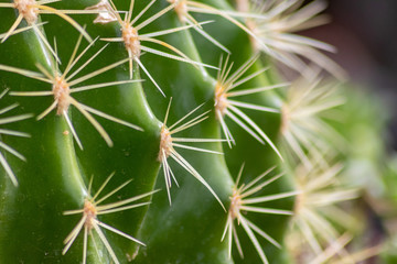Grüner Kaktus mit langen spitzen Stacheln und grünem Sukkulenten-Gewebe aus der Familie der Kakteengewächse trotzt Dürre, Hitze und Trockenheit im Sommer und der Wüste