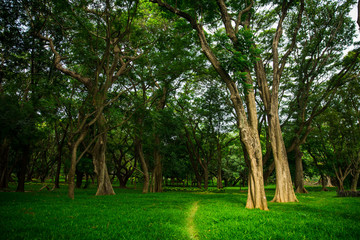 Fototapeta na wymiar Walking Path Through the Trees in Park