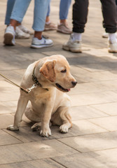 Labrador puppy on a walk