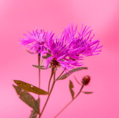 blue cornflower flower on a pink background