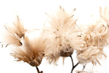 trockene Löwenzahnblüte mit Samen auf weißem Hintergrund