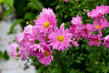 Obraz premium Wallpaper, background of many bright pink flowers on a green background