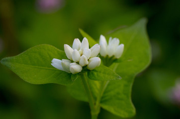white flower blossom, Persicaria thunbergii