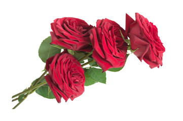 Four red roses isolated on white background
