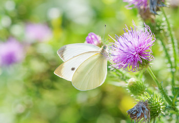 Cabbage butterfly is on a pink thistle flower