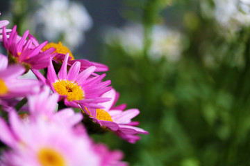 Obraz premium pink flowers with green background