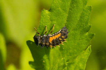 larva of ladybug on leaf