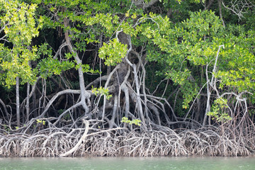 Queensland Mangroves