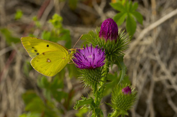 purple Korean thistle flower and yellow butterfly © Hakgoo