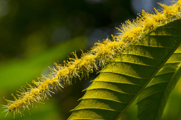 chestnut flower and leaves in summer