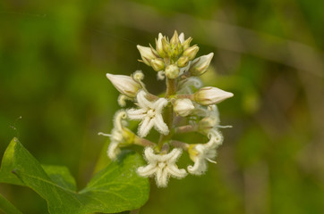 blossom of rough potato flower