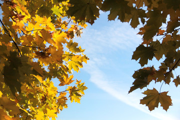 Trees with fall foliage on country park
