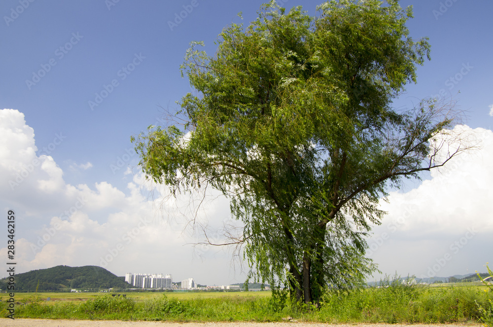 Wall mural landscape with tree and blue sky