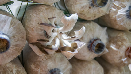 Phoenix mushroom or Lung Oyster mushroom in nursery 