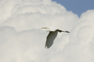 heron on the white cloud