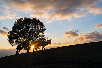 奈良 若草山の鹿