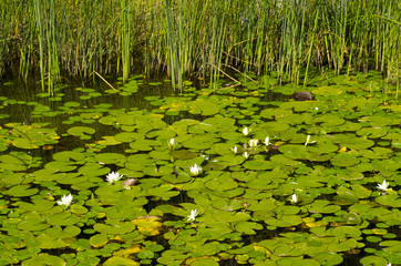 white lotus flower on the pond