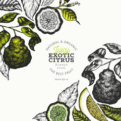 Bergamot branch design template. Kaffir lime frame. Hand drawn vector fruit illustration. Vintage citrus background. - obrazy, fototapety, plakaty