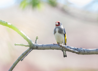 A male of goldfinch (Carduelis caniceps) sits on an ash branch. Kazakhstan, Timerlik river.