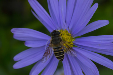 flower fly on violet daisy