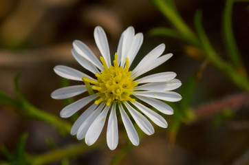 Obraz premium closeup of white daisy blossom