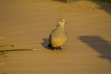 dove in the park