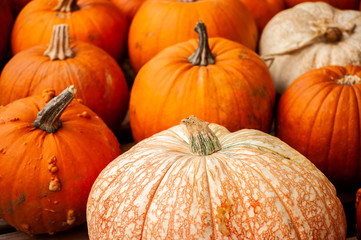 sweet pumpkins aline to be sale neat thanksgiving day