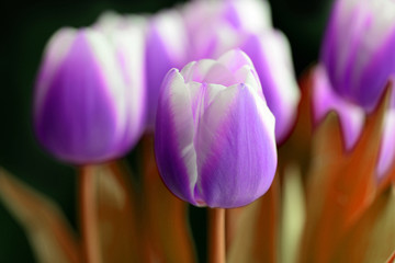Bouquet of unreal purple tulips on a dark background close-up