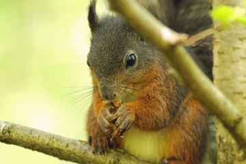 im Leben eines Eichhörnchens