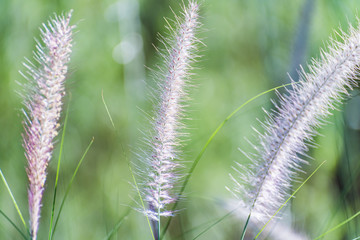 The Flora Grasses