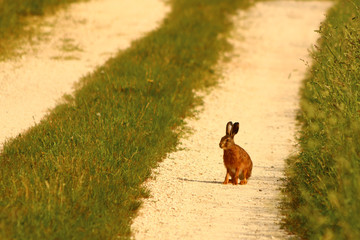 Hoppeln Photos Royalty Free Images Graphics Vectors Videos