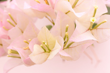 The Bougainvillea flowers