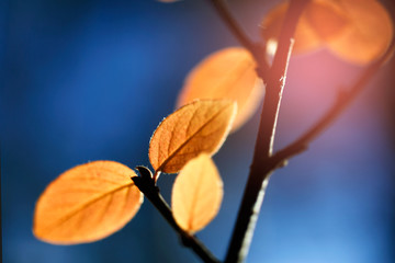 Autumn yellow leaves on a branch lit by bright sunlight.