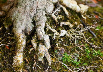 Detail of roots of old bonsai with clay and moss.