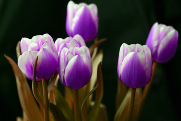 Obraz premium Bouquet of unreal purple tulips on a dark background close-up