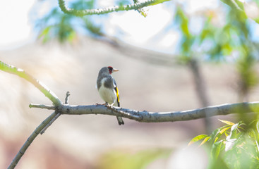 A male of goldfinch (Carduelis caniceps) sits on an ash branch. Kazakhstan, Timerlik river.