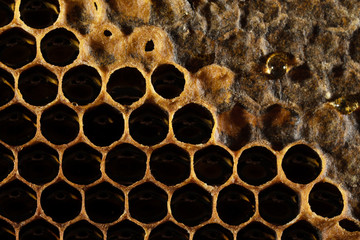 Honeycomb Texture Sweet nectar not yet extracted from the honeycomb. Background of honeycombs in dark golden hues. Macro shooting of honeycombs. Decorative background