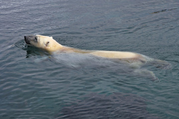 Fototapeta premium Swimming polar bear