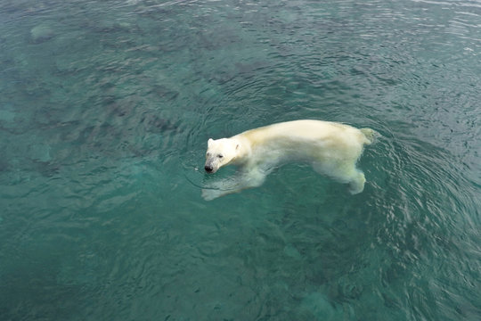 Swimming polar bear