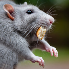 Dumbo rat muzzle close-up. The rat holds a piece of bread in his mouth. Funny fat pet.
