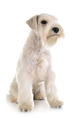 miniature schnauzer in studio